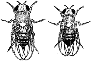 Drosophila