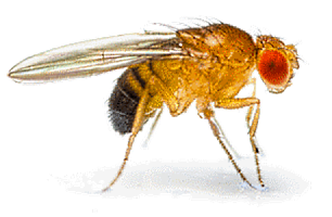 Drosophila melanogaster (чернобрюхая дрозофила) 