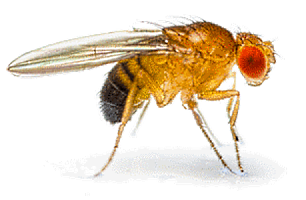 Drosophila melanogaster (чернобрюхая дрозофила)