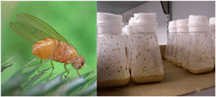 Automated Fly Food Dispenser используется GX-281