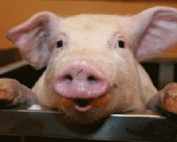 Инновационная методика получения проб крови у свиней с использованием Микроветте
